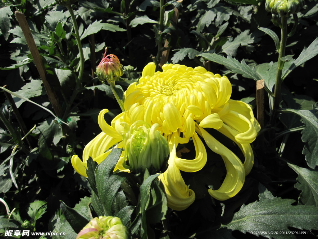 菊花