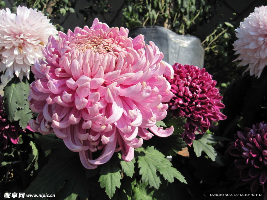 菊花