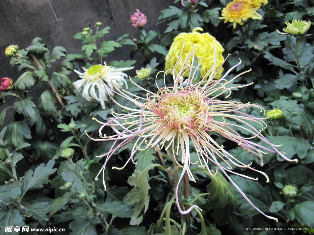 菊花