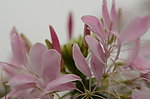 醉蝶花
