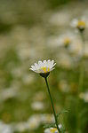 白晶菊