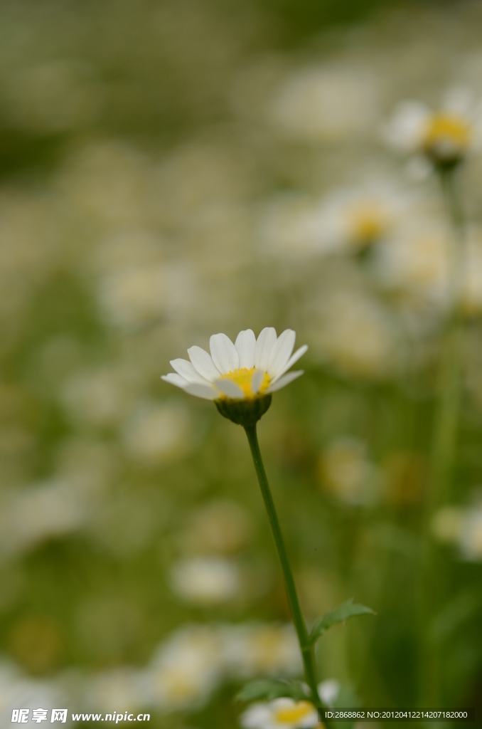 白晶菊