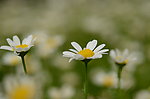 白晶菊