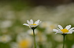 白晶菊