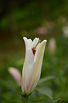 百合花