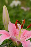 百合花