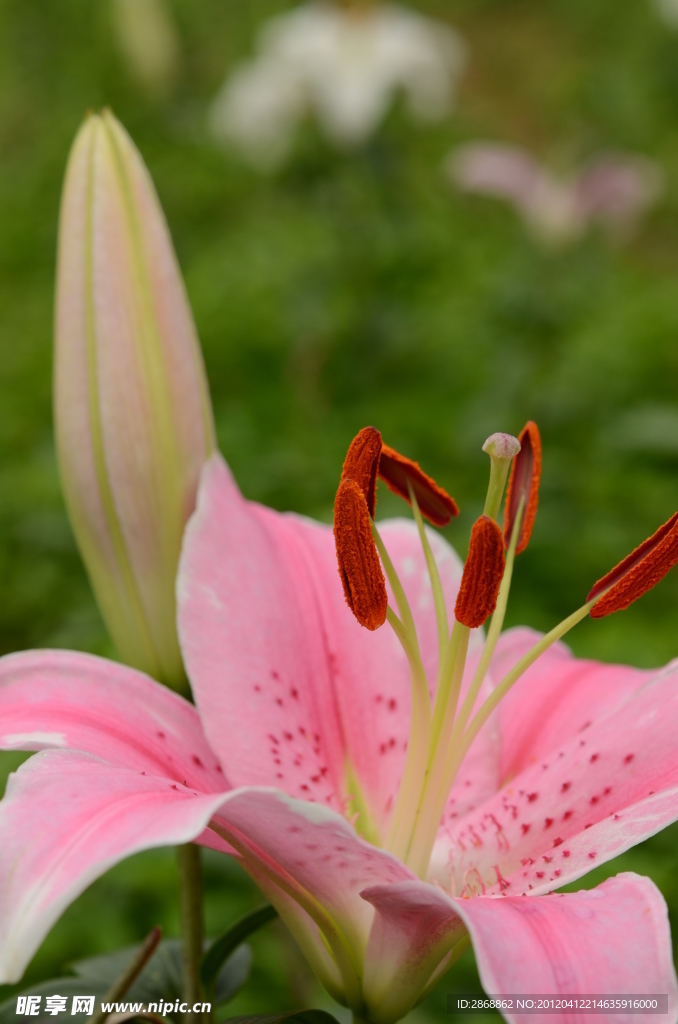 百合花