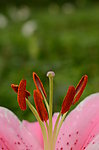 百合花