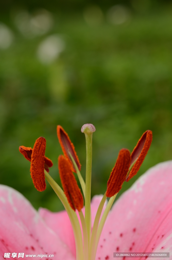 百合花