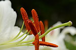 百合花