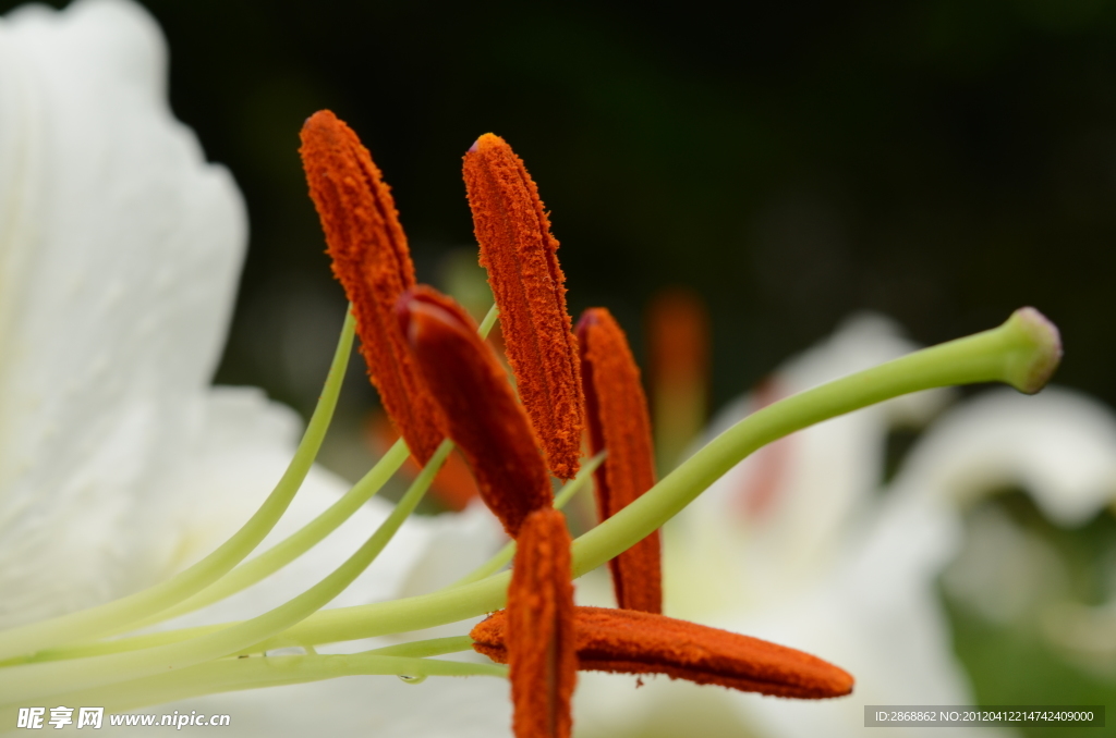 百合花