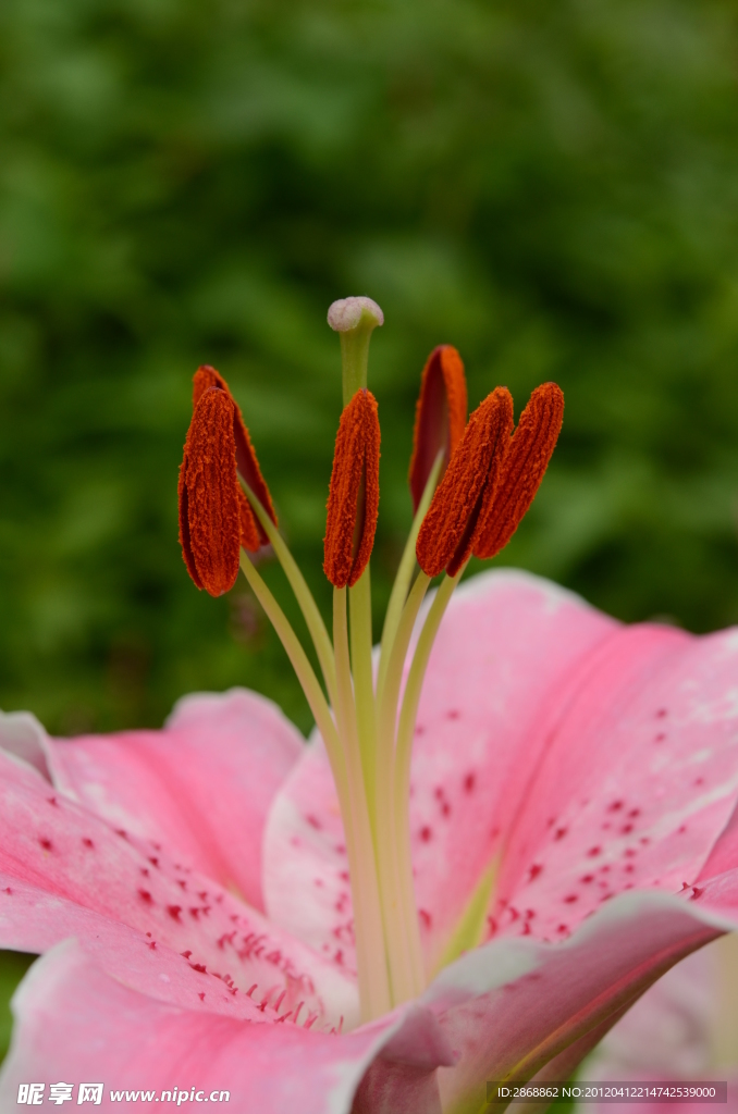 百合