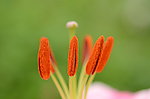 百合花