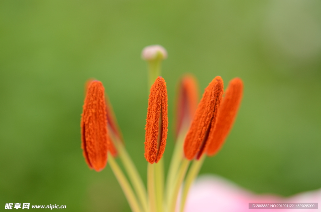 百合花