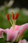 百合花