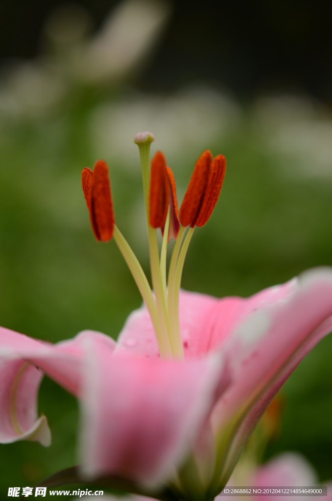 百合花