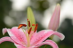 百合花