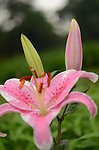 百合花