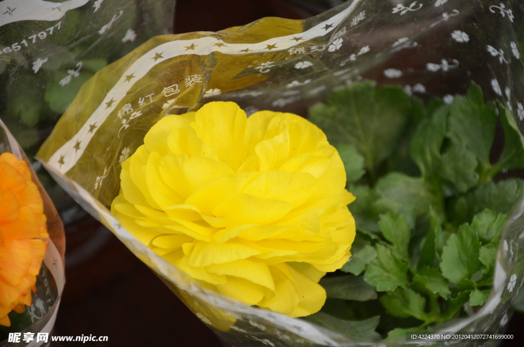 花毛茛