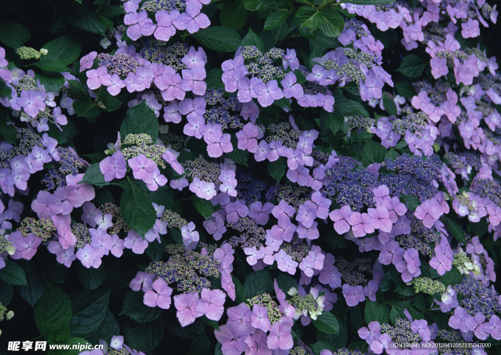 紫色的花丛