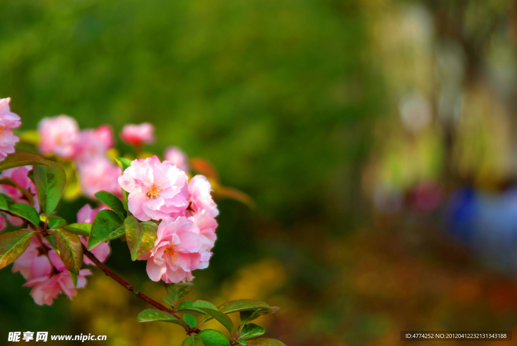 漂亮的花