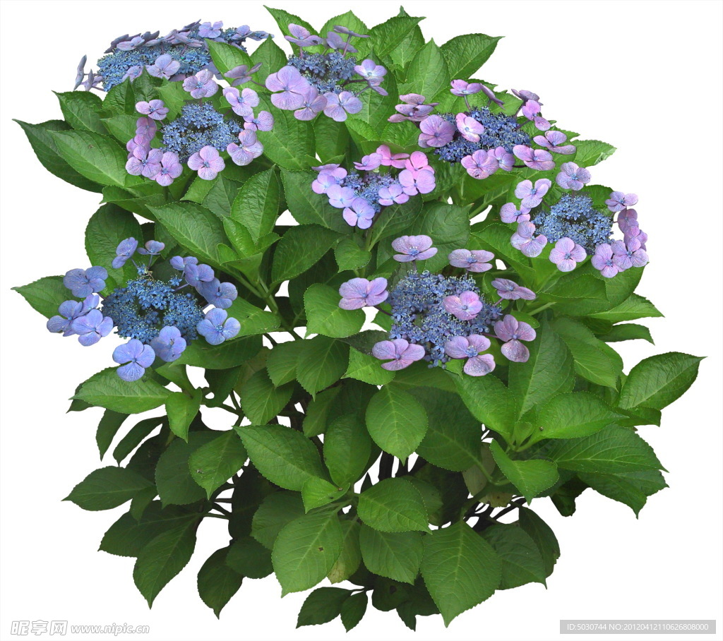 八仙花