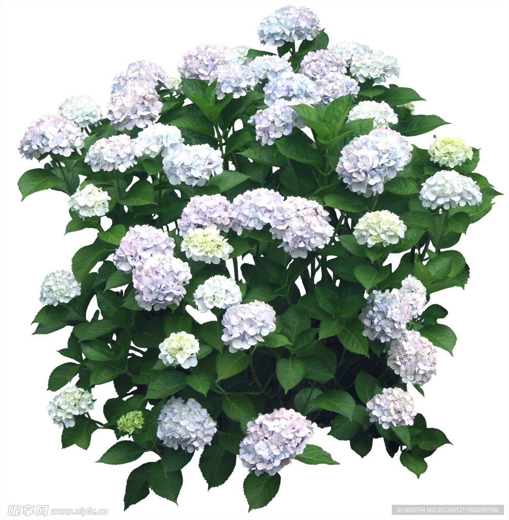 八仙花