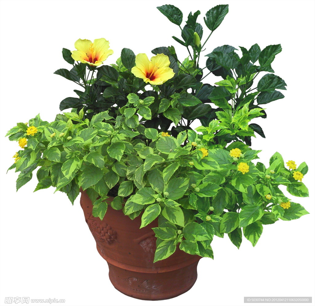 扶桑花