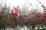 桃花树