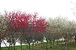 樱花树