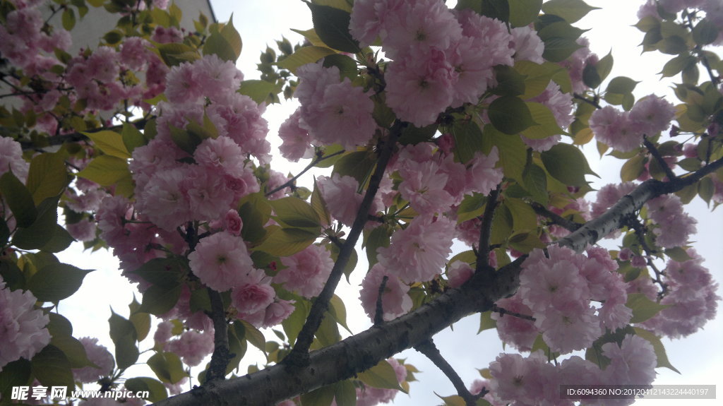 樱花