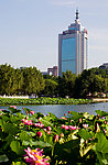 莲花池公园