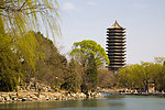 北京大学 树木 柳树 清水