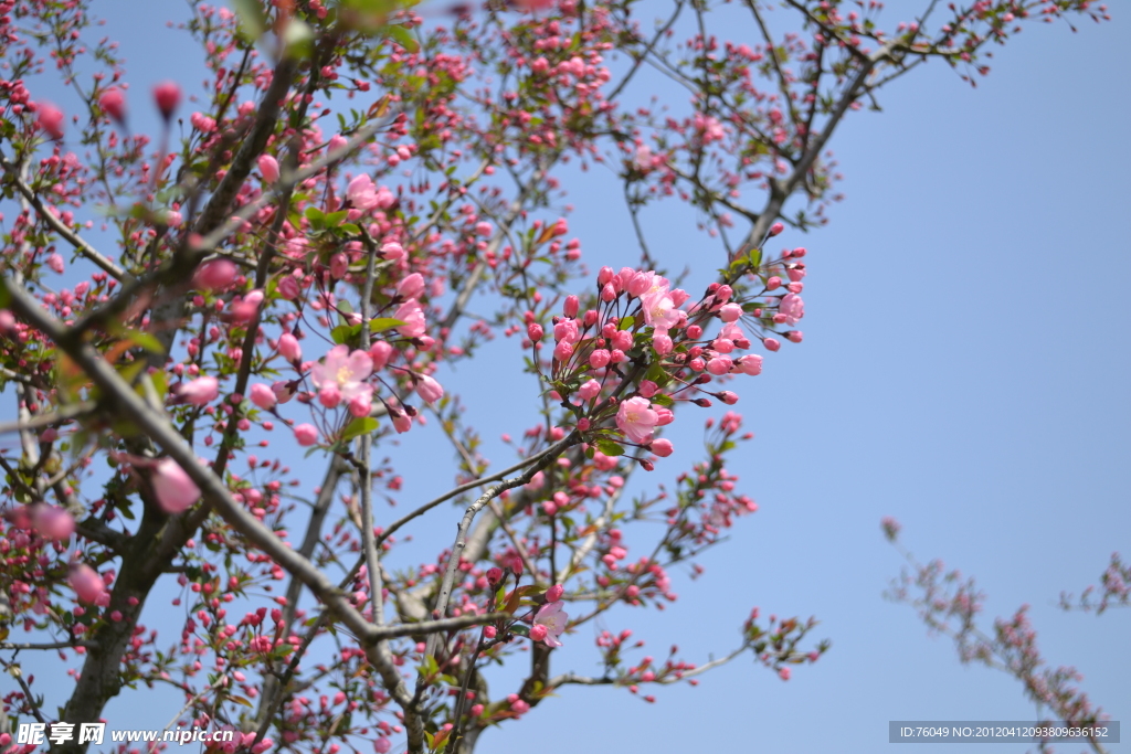 浪漫樱花 桃花
