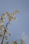 空对梨花