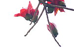 木棉花