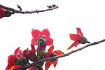 木棉花