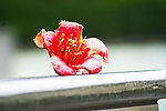 木棉花