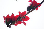 木棉花