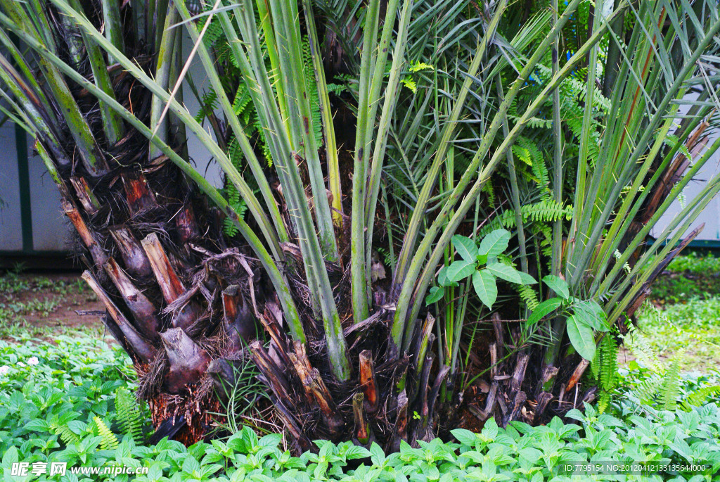 园林植物 景观植物