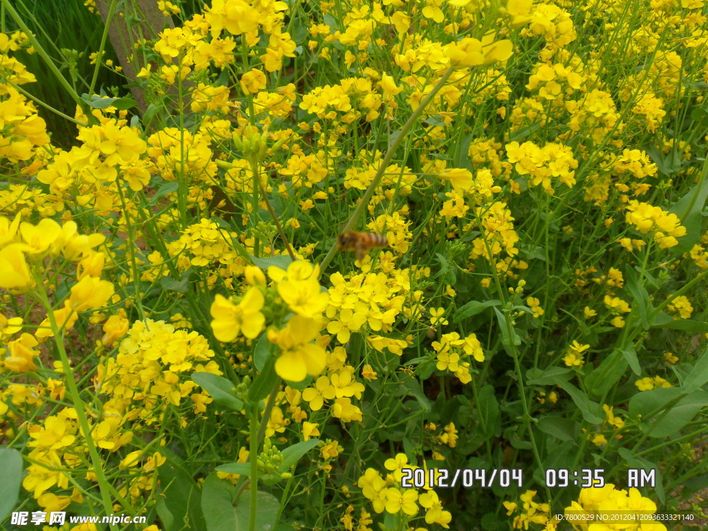 油菜花