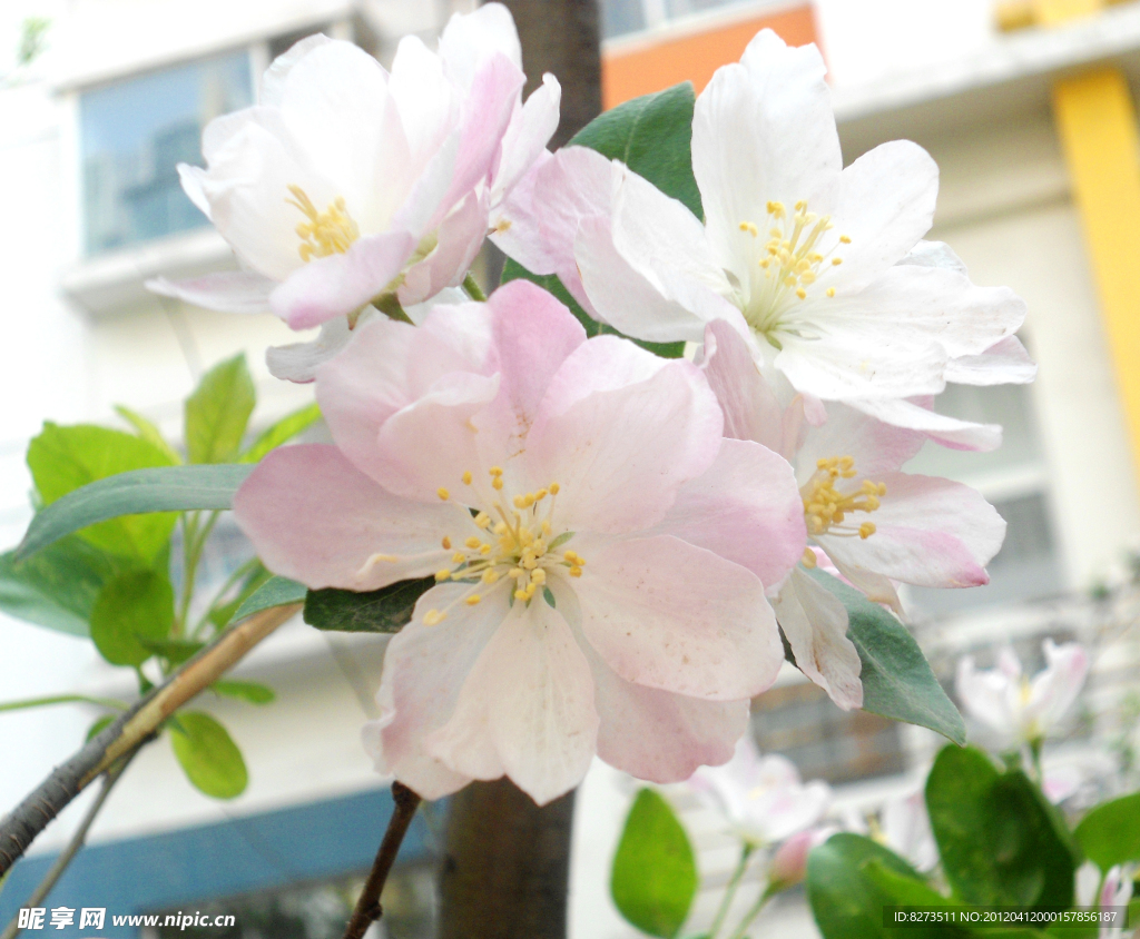 白色海棠花