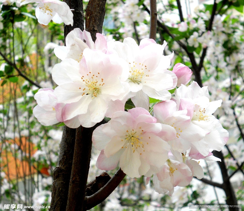 白色海棠花
