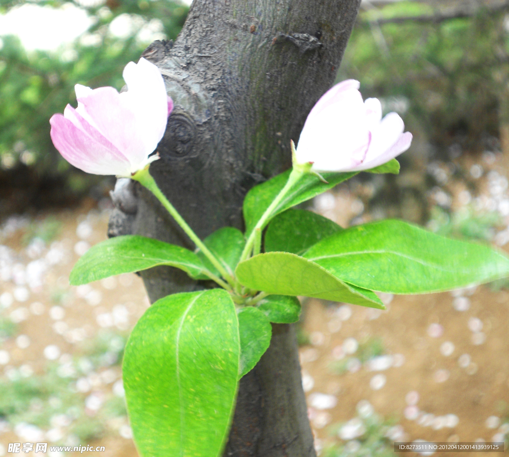 白色海棠花