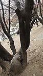 奇树 绞扭树