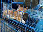 宠物小猫