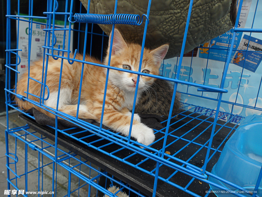 宠物小猫