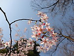 粉红色的樱花
