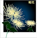 菊花 花纹背景