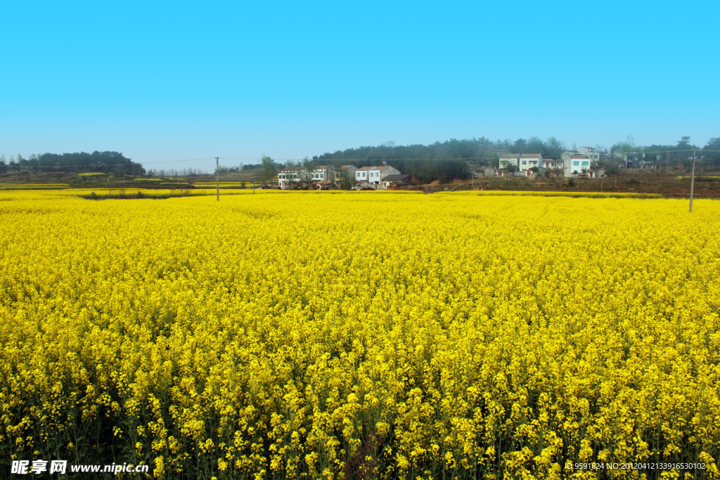 油菜花